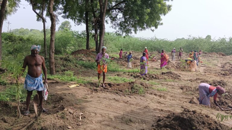 Rayapalayam Tree Plantation 1
