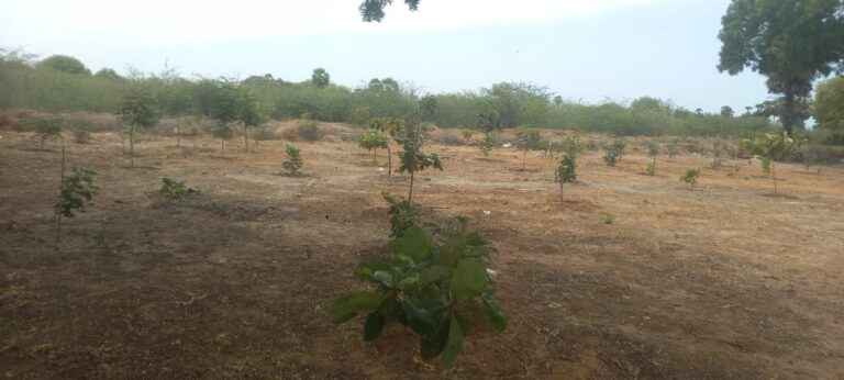 Rayapalayam Tree Plantation 3